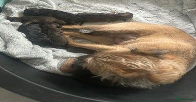 Border Terrier dogs - Advert 8