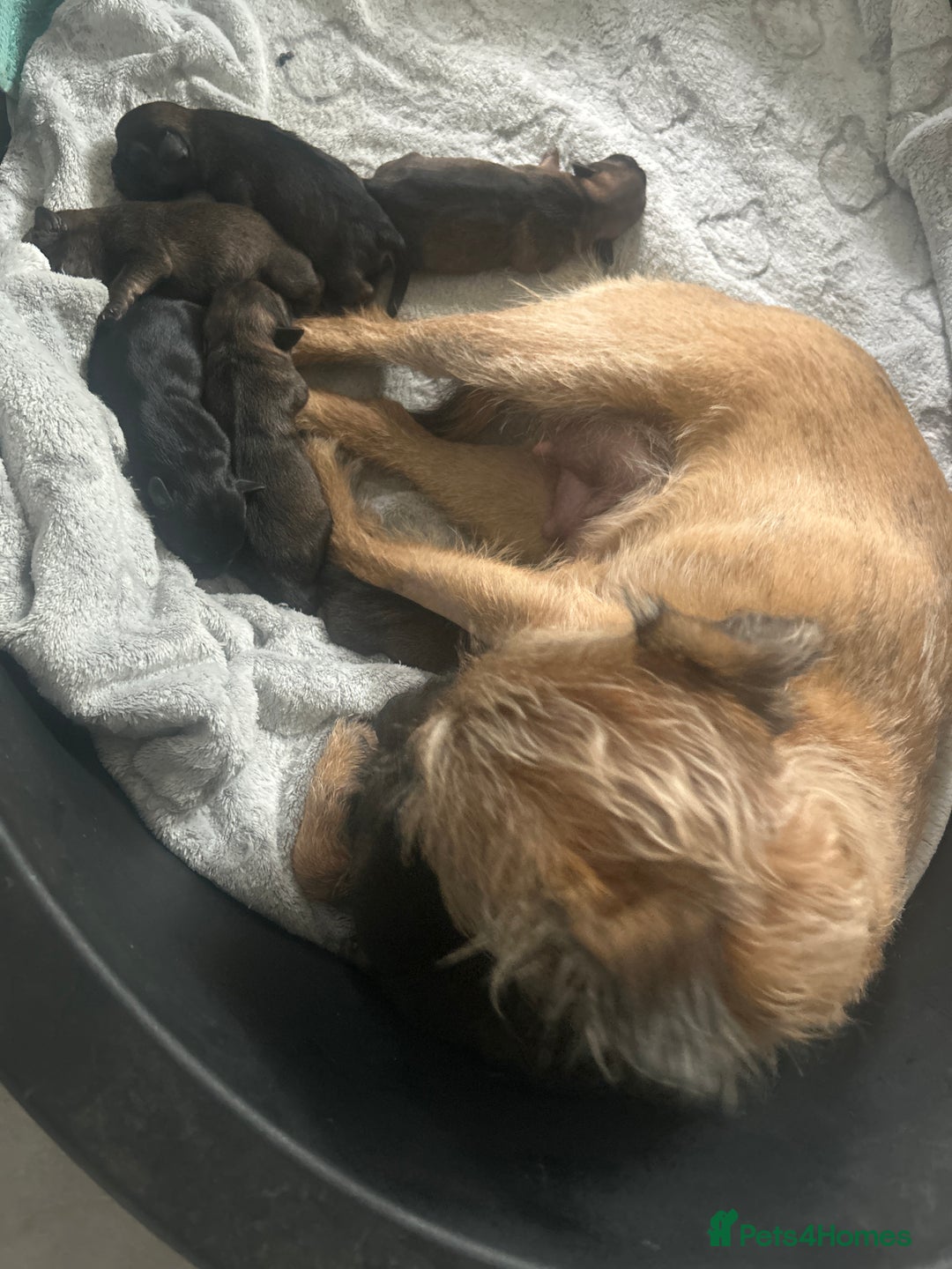 Border Terrier dogs for sale: Border terrier puppys - Image 2