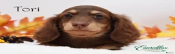 Miniature Dachshund dogs for stud: Miniature Longhaired Chocolate and Cream Stud - Advert 7