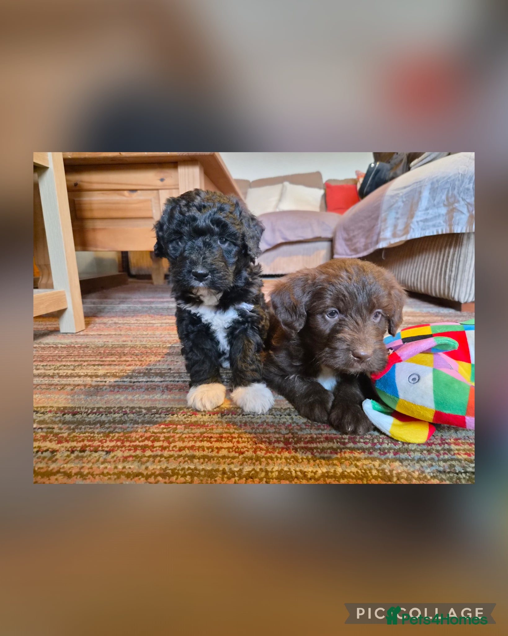 Bordoodle dogs Bordoodles (collie x poodle) - Advert 1