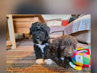 Bordoodle dogs Bordoodles (collie x poodle) - Advert 2