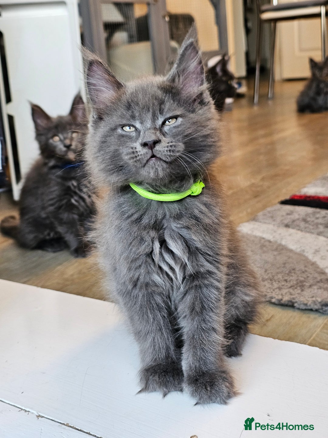 Maine Coon cats for sale: 🔥*Stunning Litter of 8💎Solid Blue Maine Coon*🔥  - Image 3