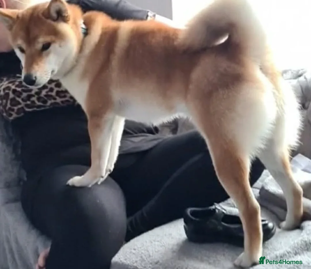 Japanese Shiba Inu dogs for stud: Japanese Shiba inu for stud - Advert 2