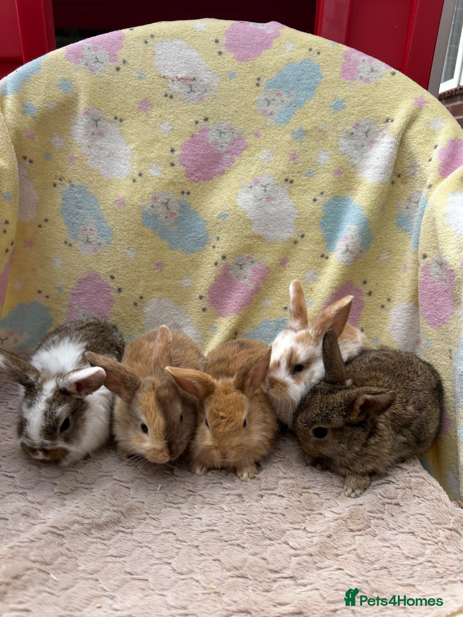 Mixed Breed rabbits Mixed Mini Lop Crosses - Advert 1