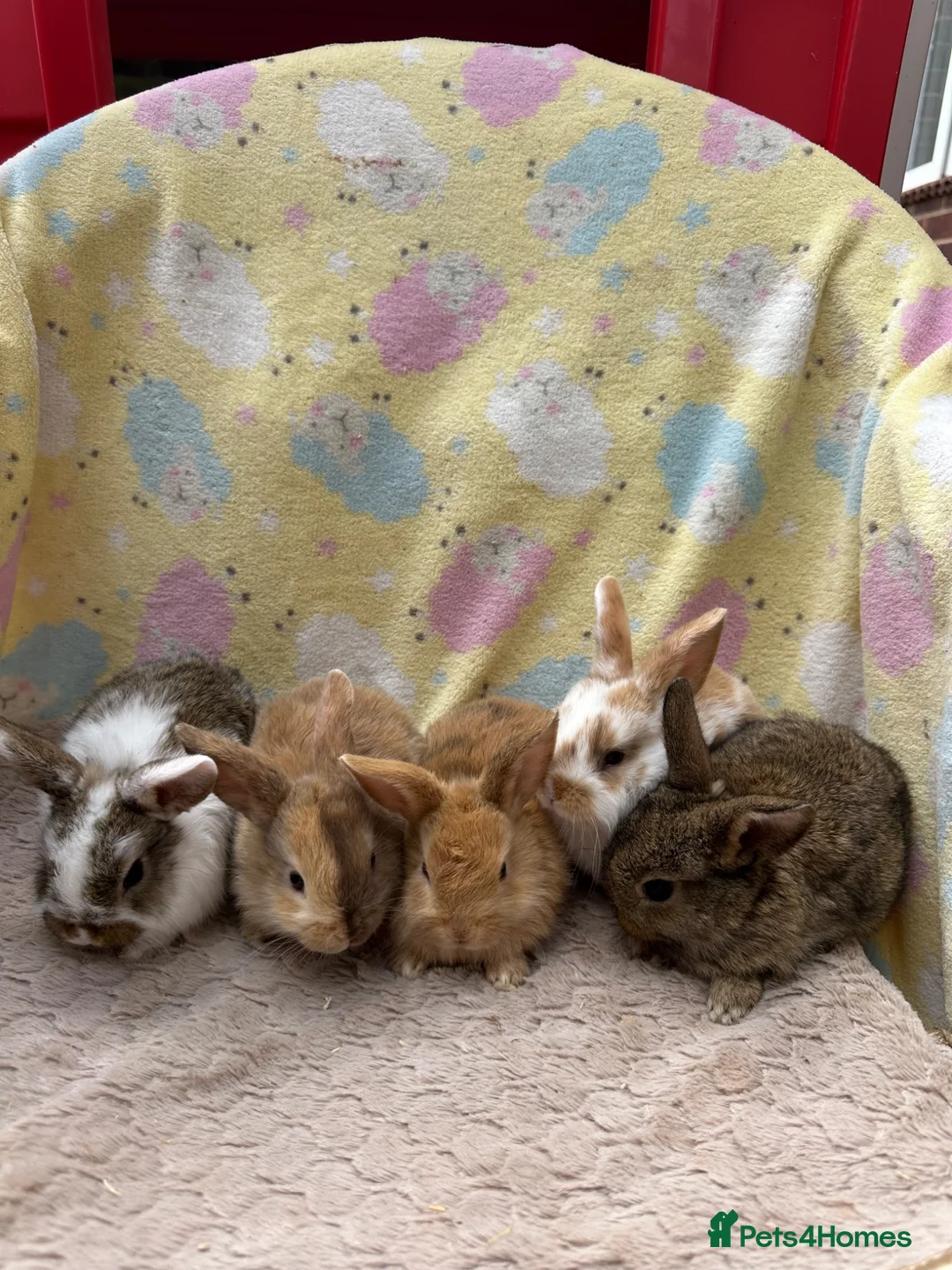 Mixed Breed rabbits for sale: Mixed Mini Lop Crosses - Advert 1