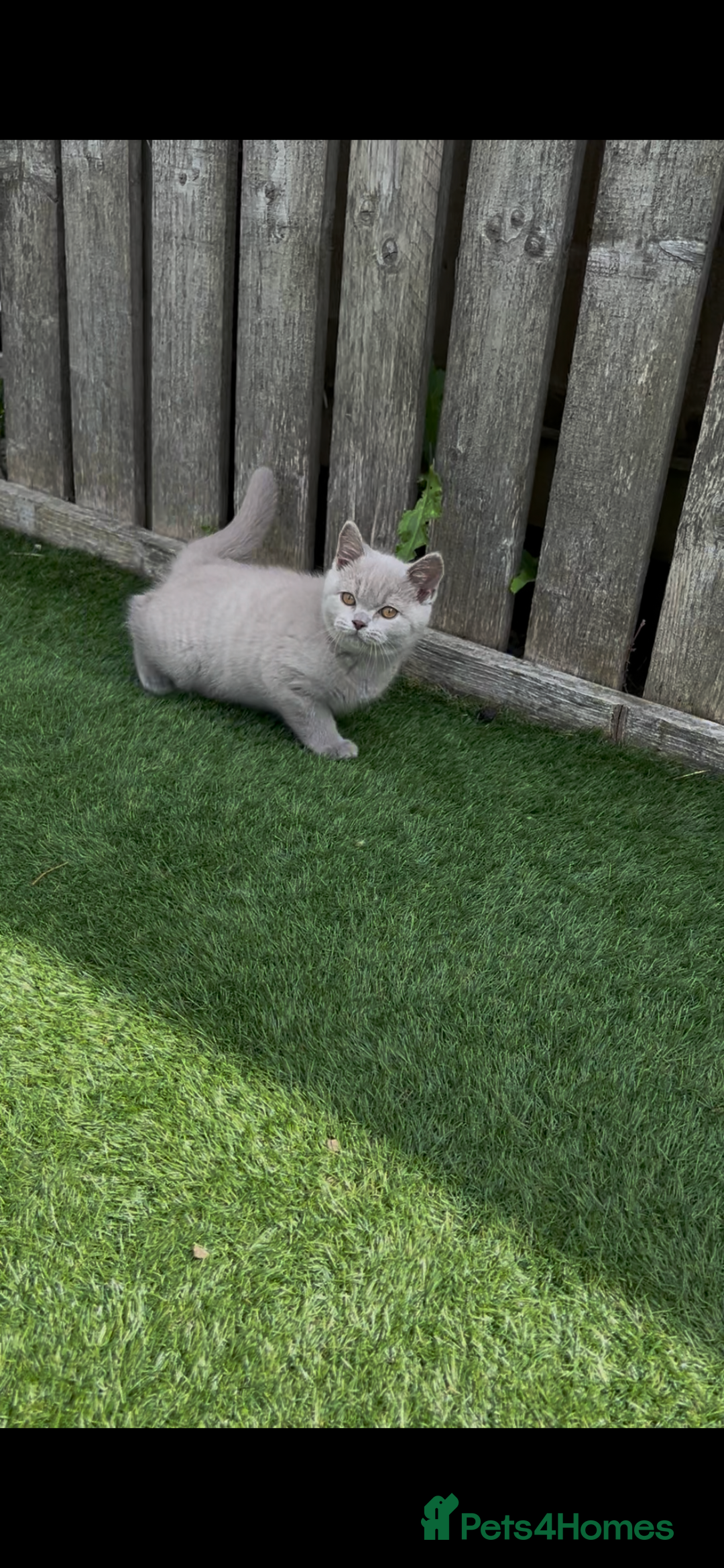 British Shorthair cats for sale: Chunky British shorthair kittens  - Image 12