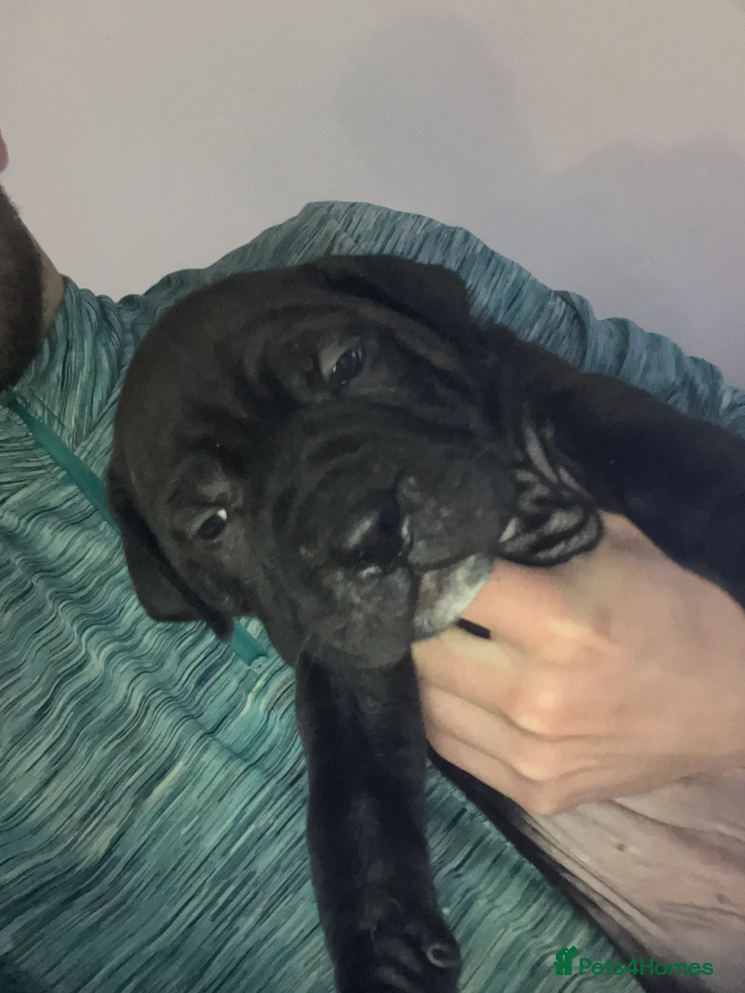 Mixed Breed dogs for sale: Lovely puppy’s looking for a lovely home  in Wirral - Advert 2