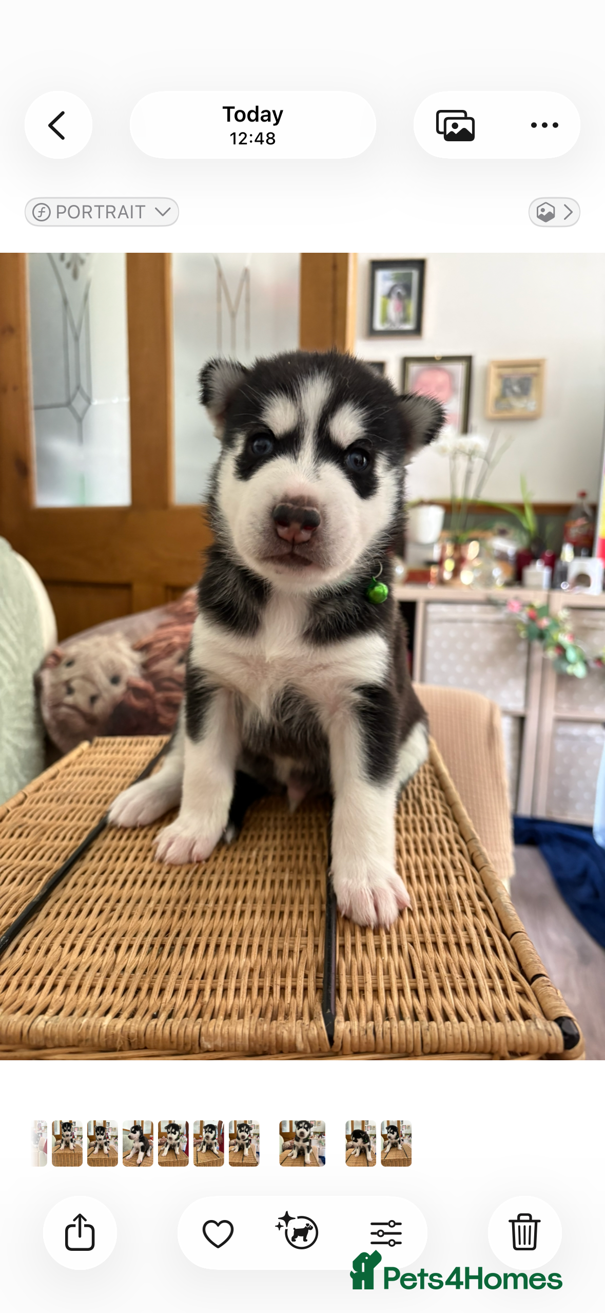 Siberian Husky dogs Adorable Siberian huskies  - Advert 1
