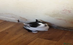 American Shorthair cats for sale: 2 American short wire hair kittens  - Image 4