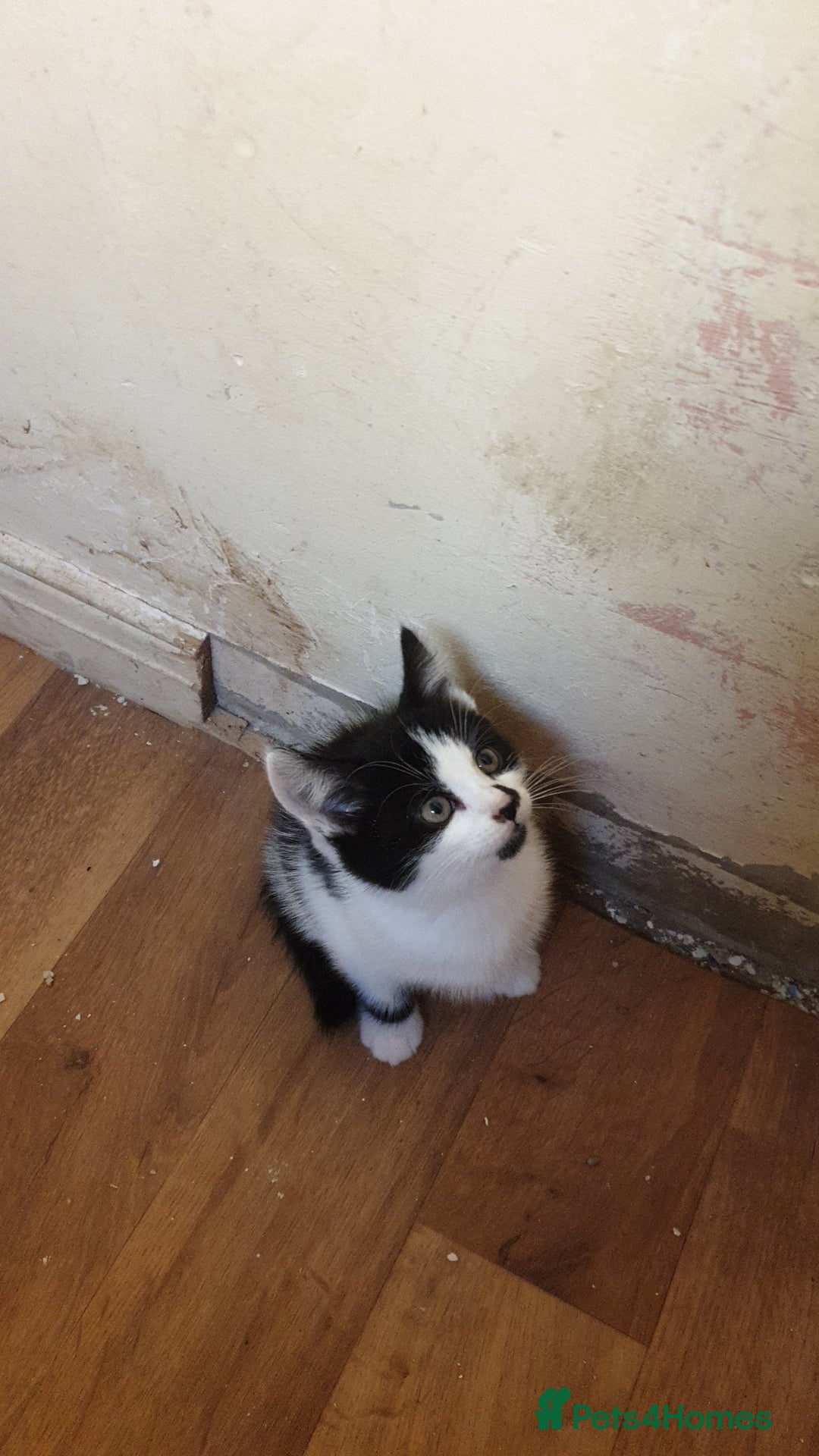 American Shorthair cats for sale: 2 American short wire hair kittens  - Image 4