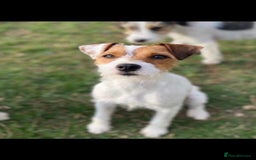 Parson Russell dogs for sale: 1 boy 1 girl parson Russel available - Image 7