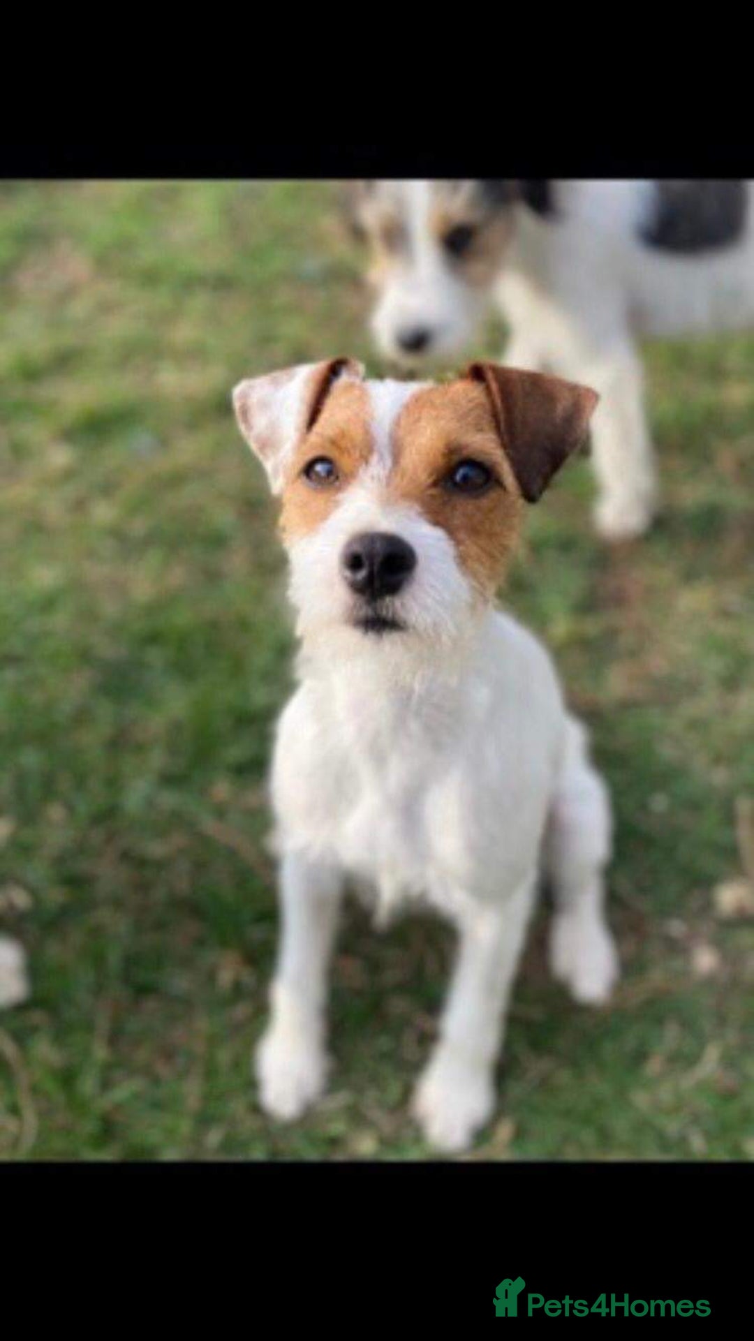 Parson Russell dogs for sale: 1 boy 1 girl parson Russel available - Image 7