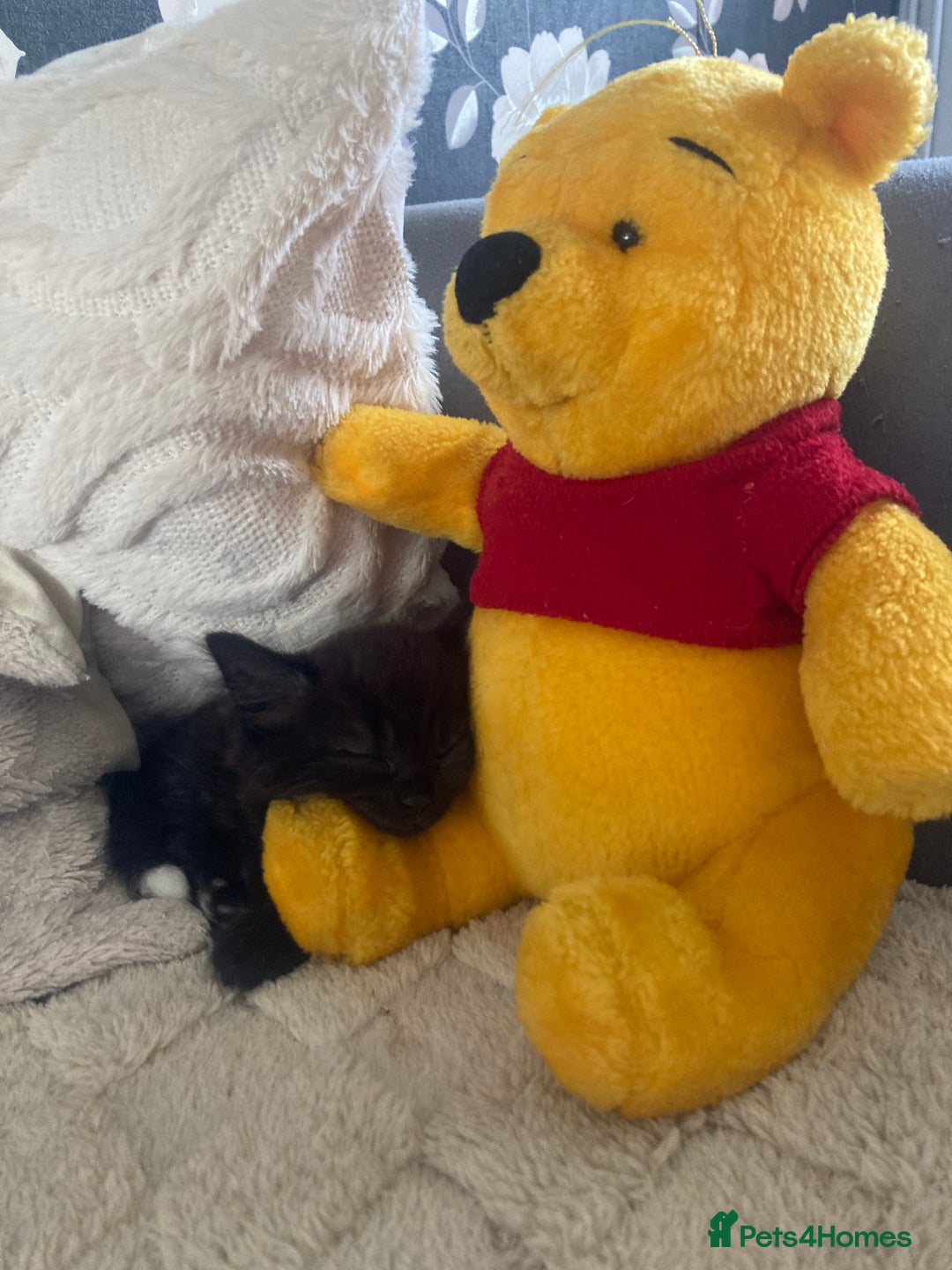 Mixed Breed cats for sale: Sweet Kittens  - Image 24