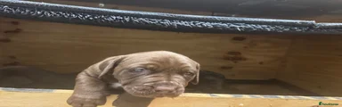 Bandog Puppy 1