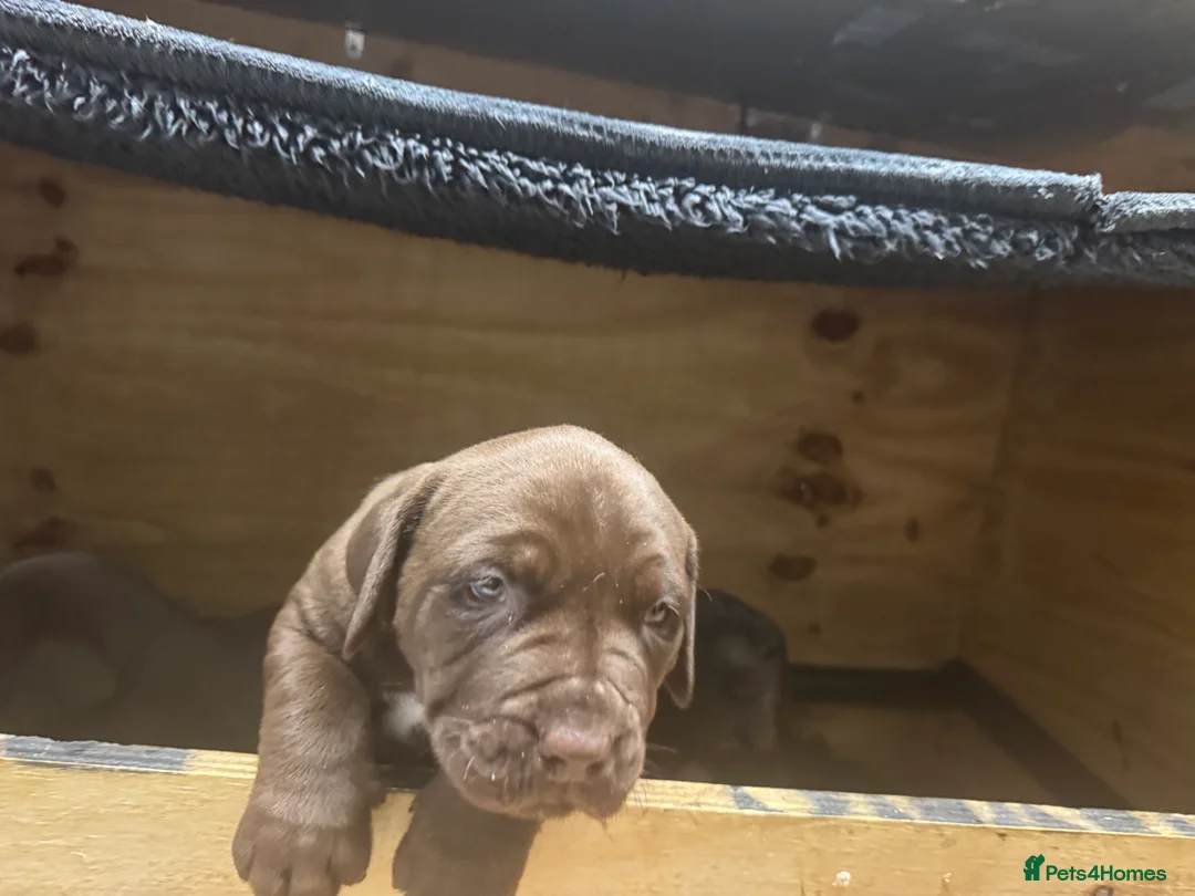 Bandog dogs for sale: Bandog mastiff pups for sale  - Advert 5