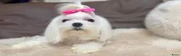 Maltese dogs for sale: Full Korean Female Maltese Age 5 - Advert 16