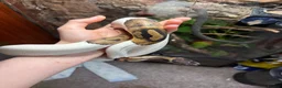 Python Snake reptiles for sale: Pied ball python  - Advert 8