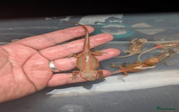 Bearded Dragon reptiles for sale: 50% & 100% red monster bearded dragons  - Image 20