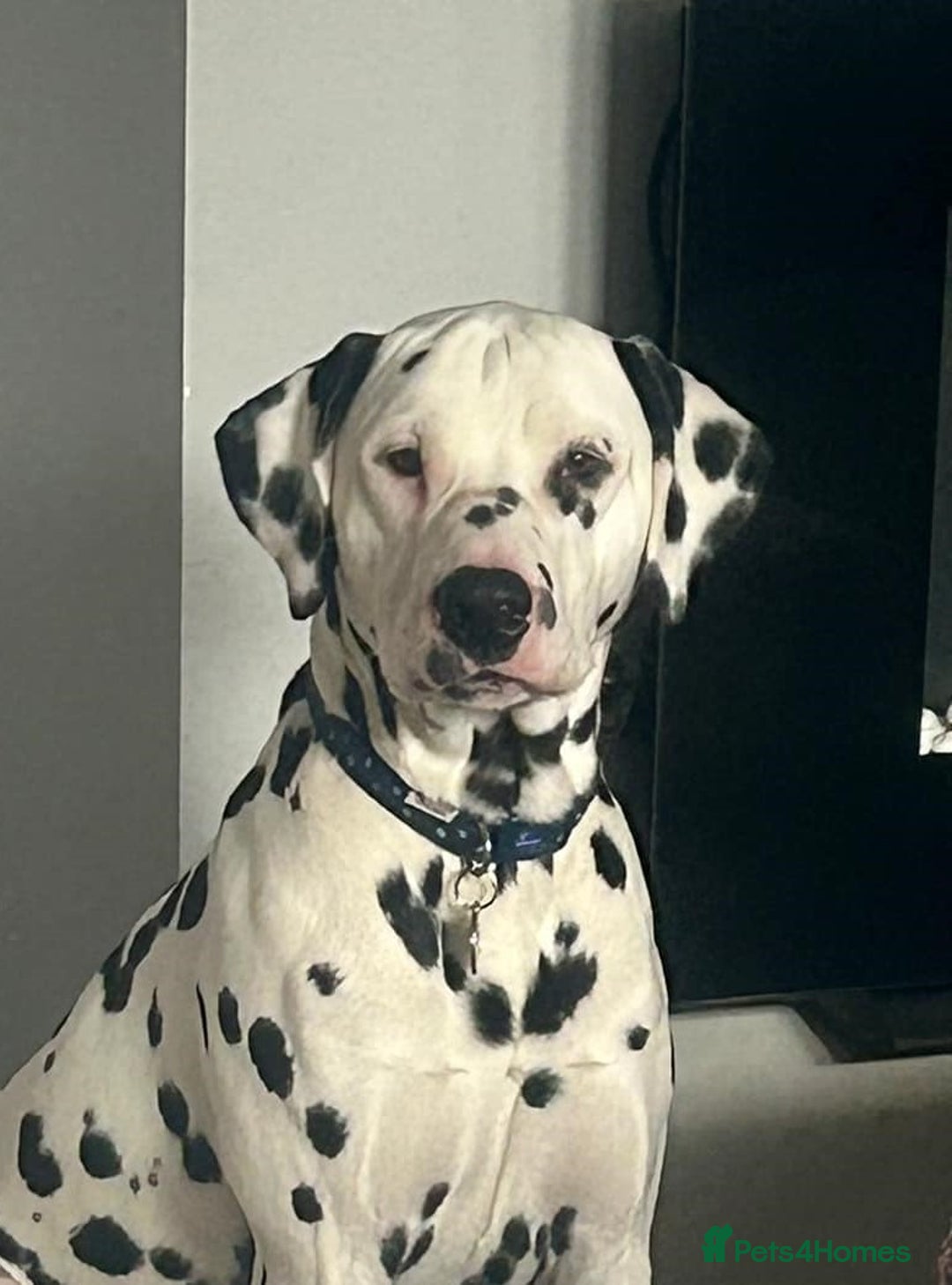 Dalmatian dogs for stud: Health tested Dalmatian available at Stud in Birmingham - Image 1