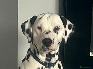 Dalmatian dogs Health tested Dalmatian available at Stud in Birmingham - Advert 1