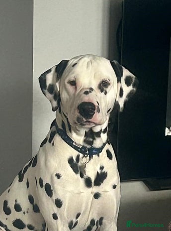 Dalmatian dogs in Birmingham - Advert 1