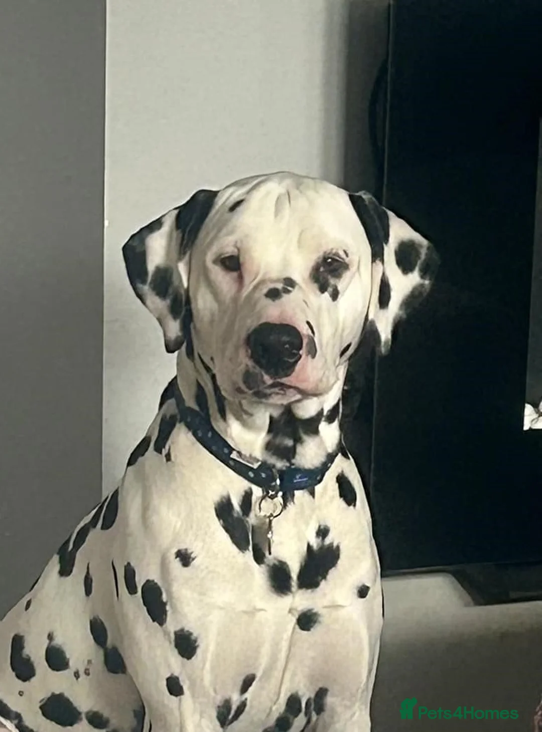 Dalmatian dogs for stud: Health tested Dalmatian available at Stud in Birmingham - Advert 1