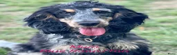 Cocker Spaniel dogs for sale: 4 “show” cocker spaniels  - Advert 3