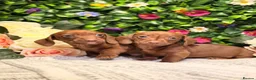 Dachshund dogs for sale: Standard Dachshund Puppies - READY NOW - Advert 1