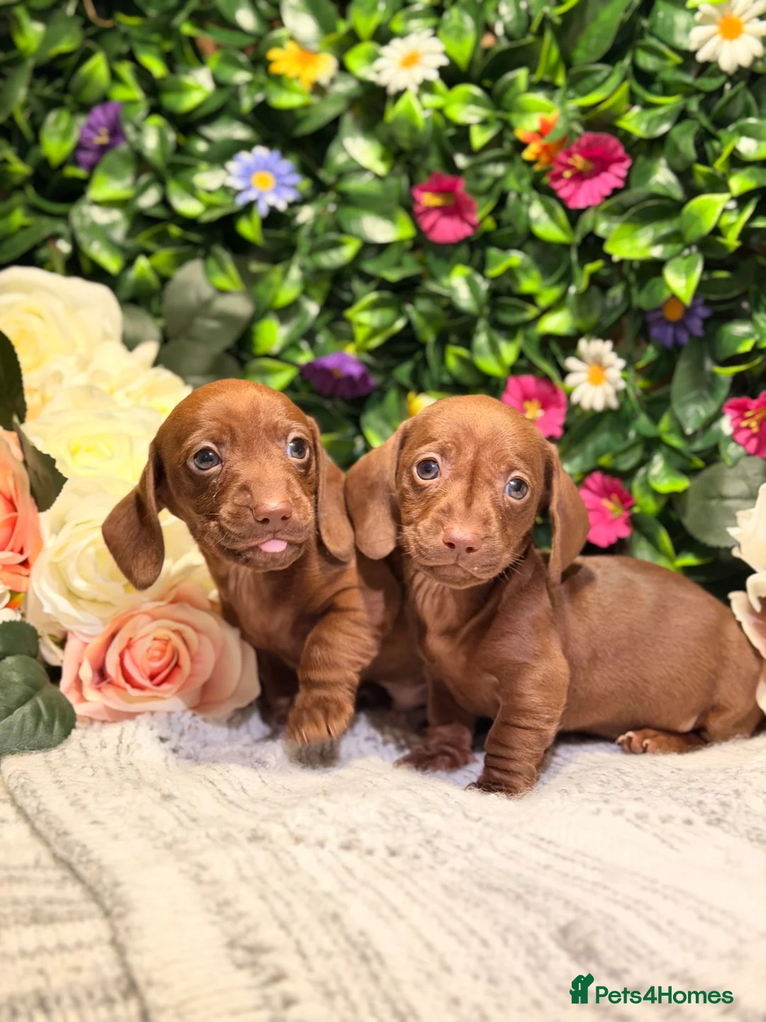 Dachshund dogs for sale: Standard Dachshund Puppies - READY NOW - Advert 1