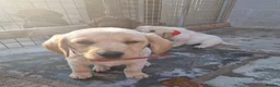 Labradoodle dogs for sale: 7 beautiful miniature labradoodles  - Advert 16