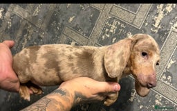Miniature Dachshund dogs for sale: female miniature dachshund  - Image 2