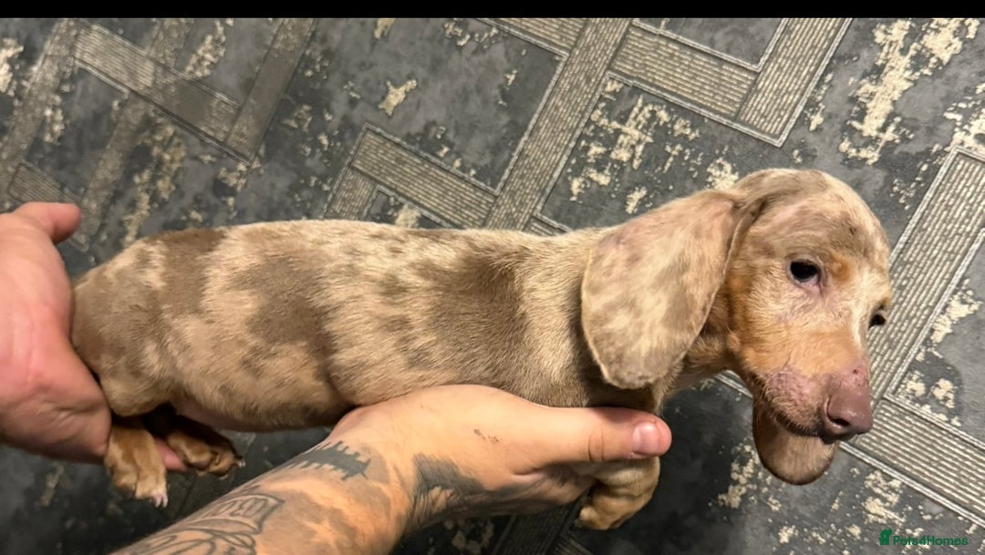 Miniature Dachshund dogs for sale: female miniature dachshund  - Image 2