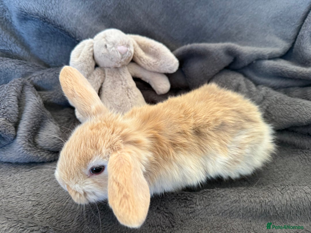 Mixed Breed rabbits for sale: Beautiful friendly baby bunnies ready in 4 weeks  - Advert 9