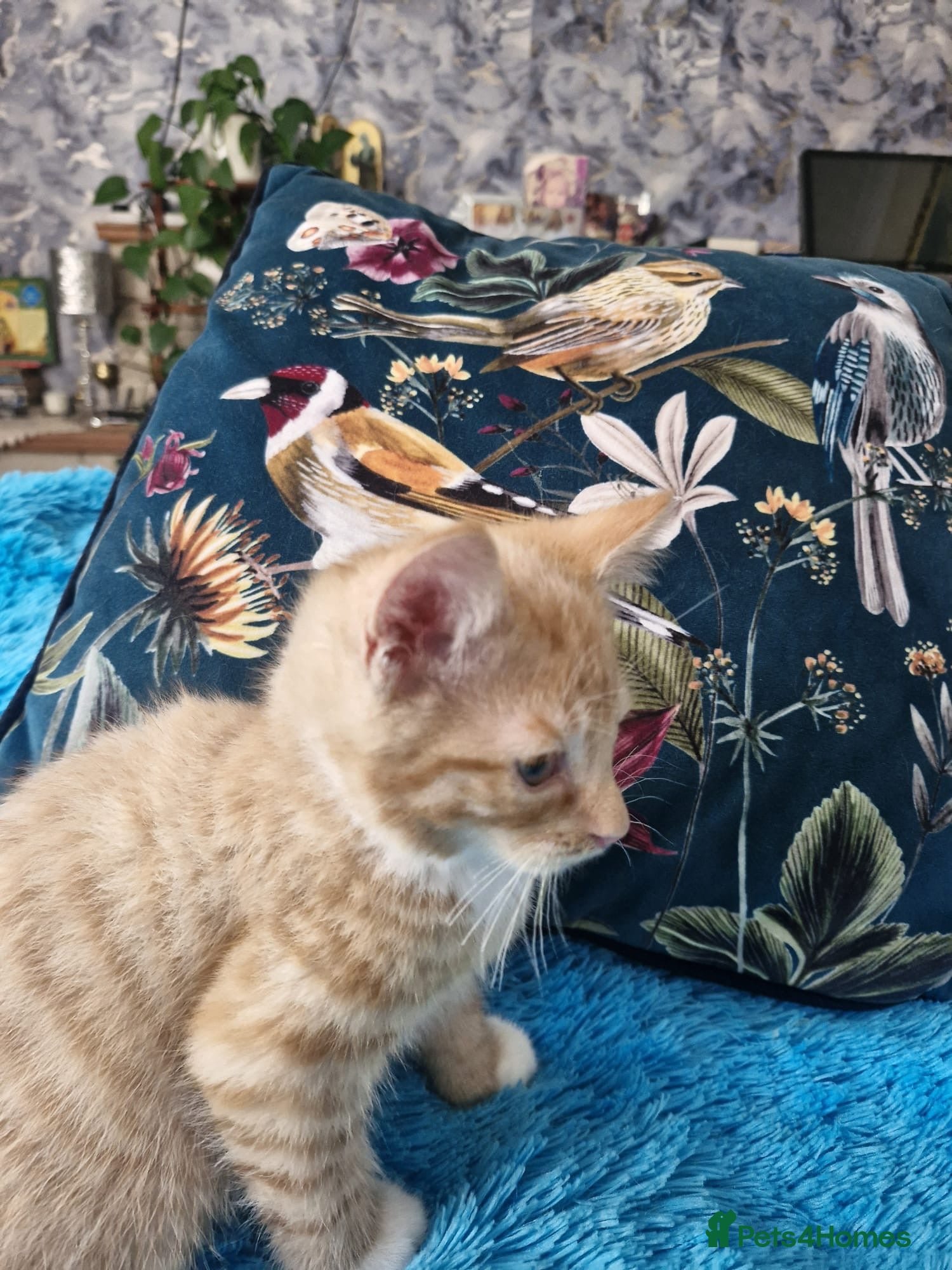 Mixed Breed cats 🐾 Beautiful Kittens Looking for new home 🏡  - Advert 1