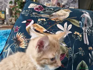 Mixed Breed cats 🐾 Beautiful Kittens Looking for new home 🏡 - Advert 1