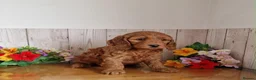 Cavapoo dogs for sale: BEAUTIFUL RED TOY CAVAPOO PUPPIES in Waltham Cross - Advert 7