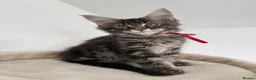 Maine Coon cats for sale: CHAMPION BLOODLINE KITTENS ❤️ - Advert 8