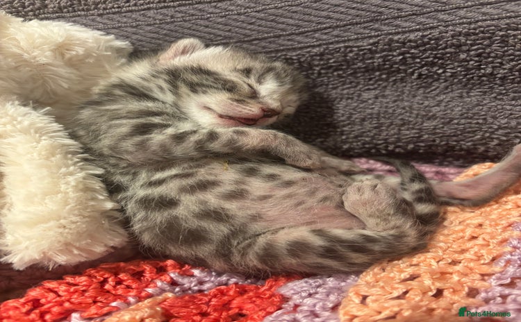 Bengal cats - Advert 1