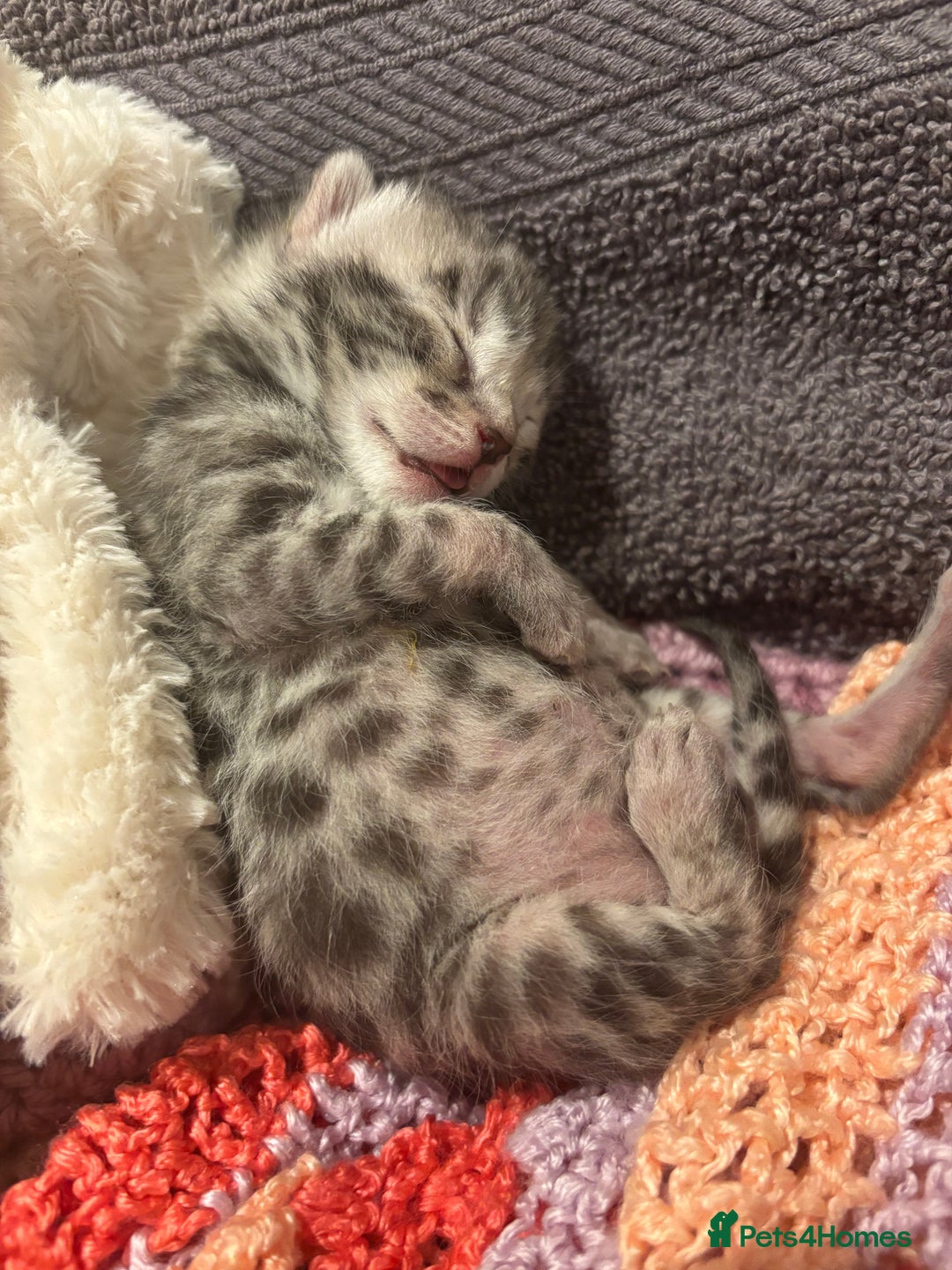 Bengal cats for sale: TICA registered Bengal girls. - Image 5