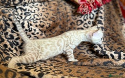 Bengal cats for sale: Outstanding Bengal kittens European Champion sire! - Image 8