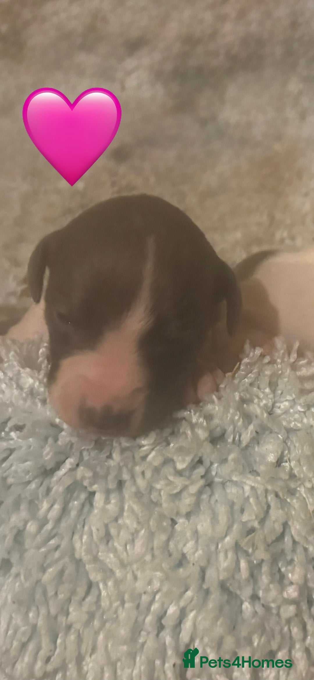 Whippet dogs for sale: 🐾 Exceptional small sized KC Reg Whippet Pups🐾 - Advert 10