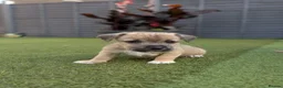 Jack Russell dogs for sale: Jack russell puppy  - Advert 18