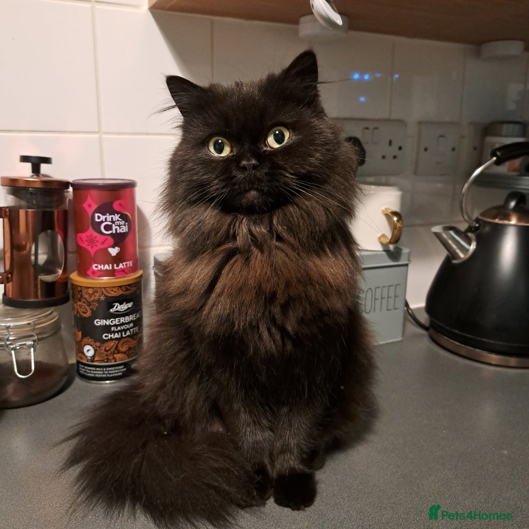 Mixed Breed cats for sale: 2 male kittens  - Image 6