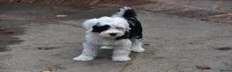 Tibetan Terrier dogs for sale: Super well reared puppy  - Advert 4