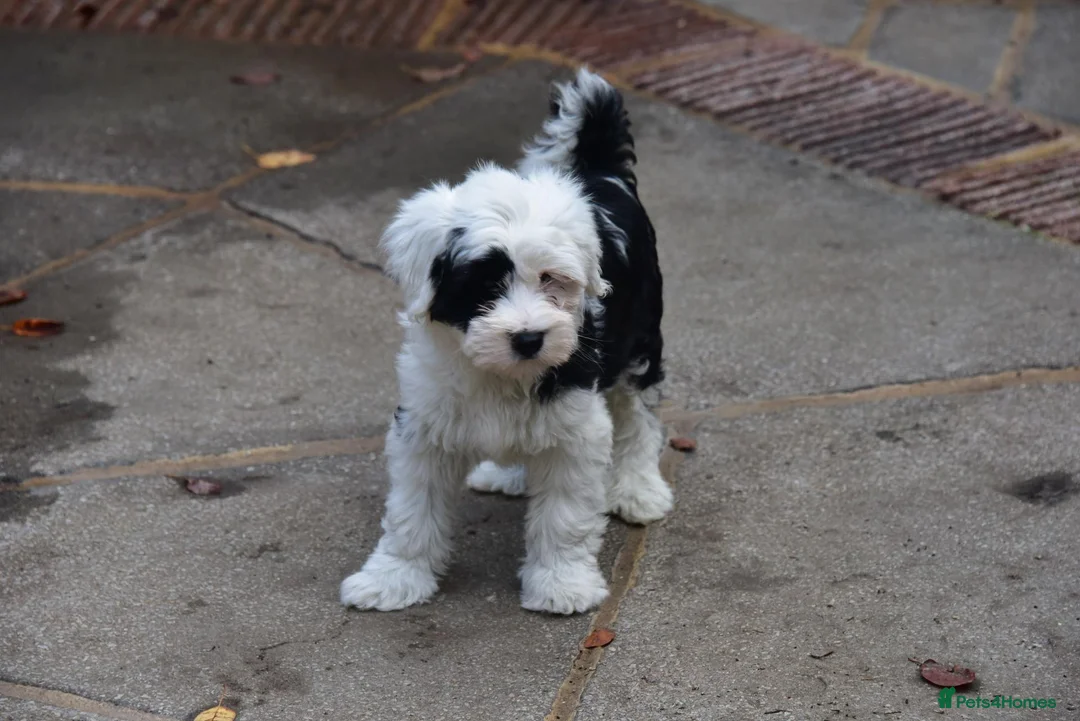 Tibetan Terrier dogs for sale: Super well reared puppy  - Advert 4