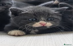 Russian Blue cats for sale: Blue Russian / mix Simaese /grey and white kitten - Image 5