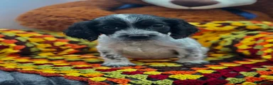 Cocker Spaniel 3
