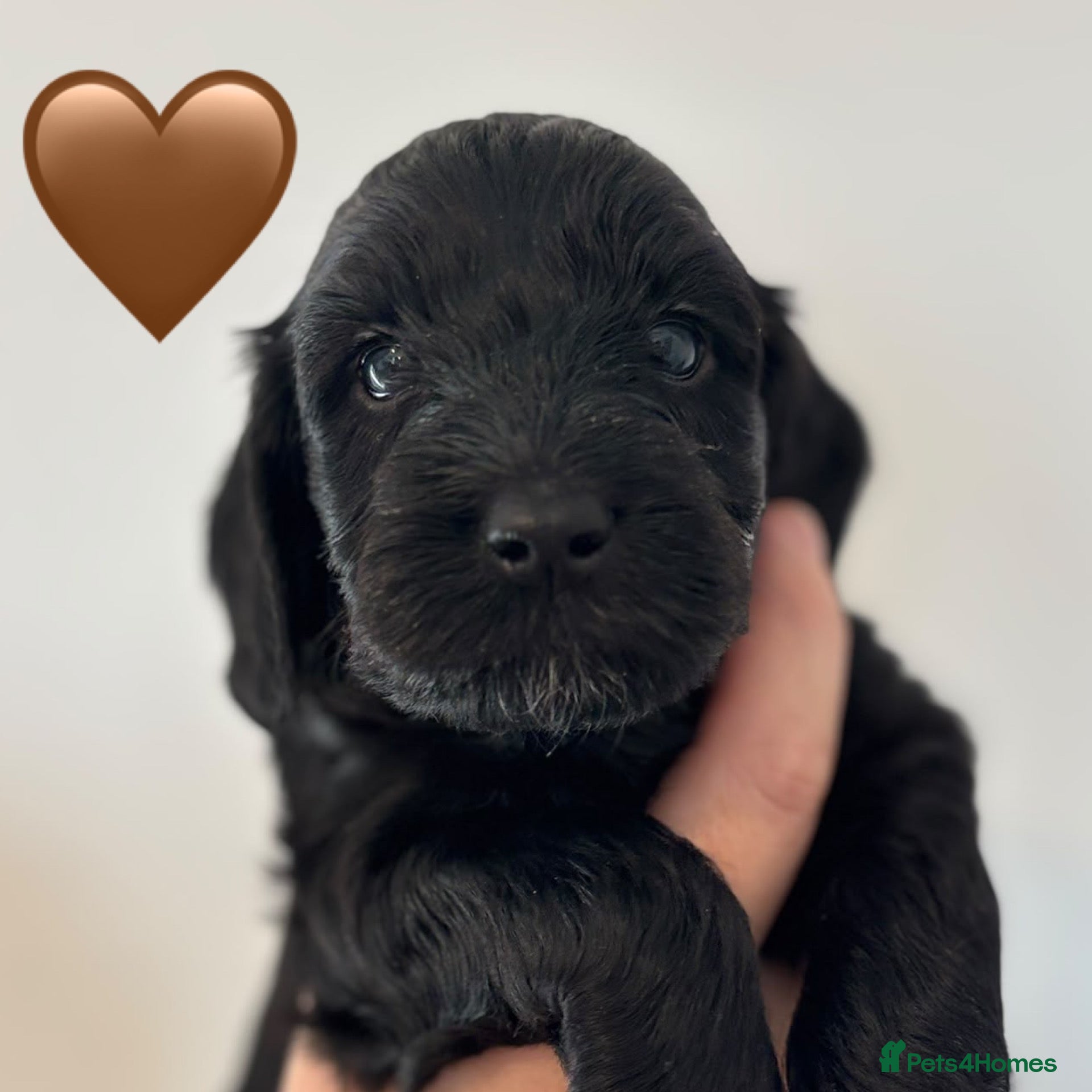 Cockapoo dogs Amazing Litter - Advert 2
