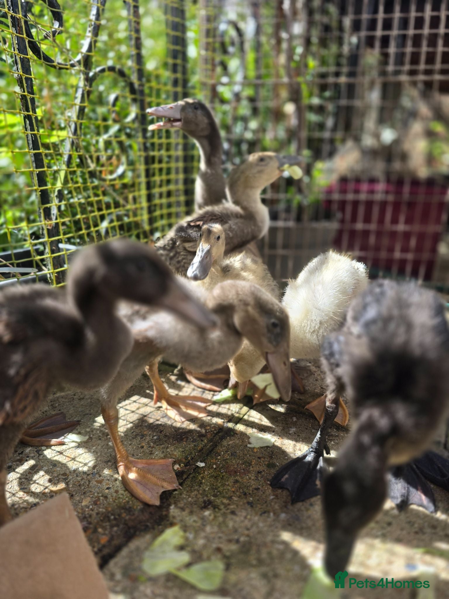 Ducks poultry Indian Runner Ducklings - Advert 2