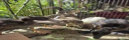 Ducks poultry for sale: Indian Runner Ducklings - Advert 2